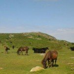 Dartmoor Ponies roam free making a Dartmoor holiday amazing for children