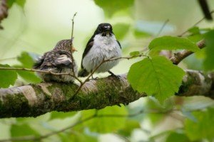 Rare Pied Flycatchers breeding at Lydford Gorge just 27 miles from Three Pound Cottage the self catering Dartmoor Holiday Rental