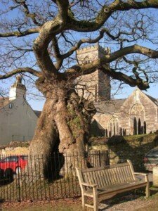 The ancient and venerable oak tree standing in Meavy's village green.